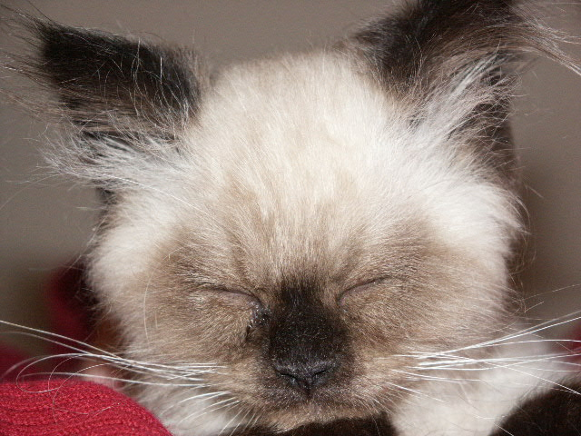 Anime Art Goddess Webring